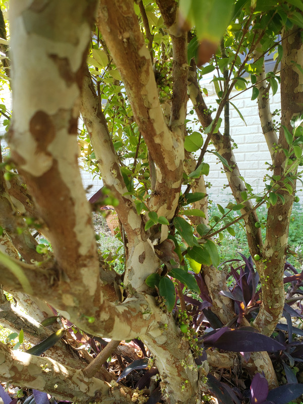 17110343995903730122583675221304