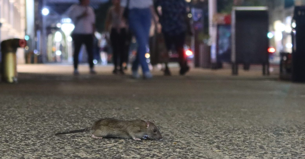 Birth-Control-Rats-New-York-City-Council