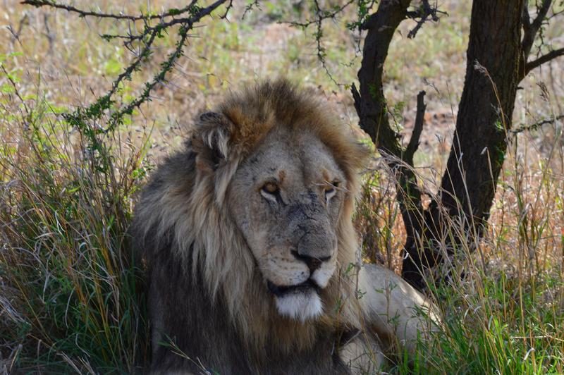 DÍA 11:  KRUGER (Lower Sabie)- SABI SAND (Elephant Plains Game Lodge) - Sudáfrica y Seychelles 2018 -  Una Honeymoon llena de vida (4)