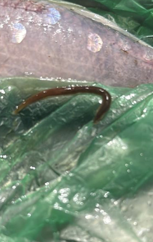 Pond fish dying - Fish Diseases and Parasites Forum - Pond Life