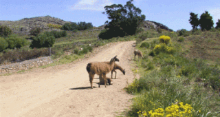 sierra-tigre-tandil-argenti