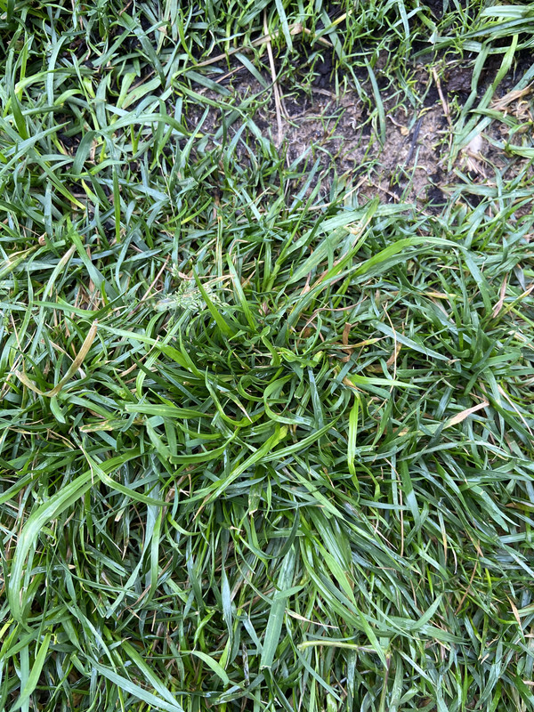 Quack grass or nutsedge? Lawn Care Forum