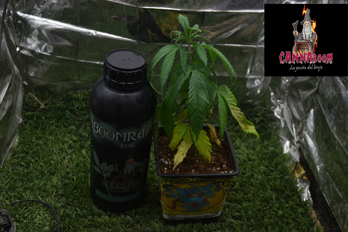 Concurso seguimientos Cannaboom línea basic- Novatonovel - Página 2 Sah-2