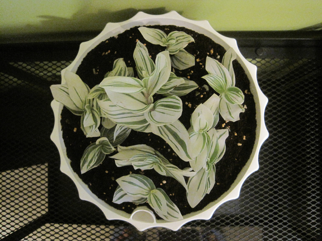 В день пересадки 21.11.2022 г