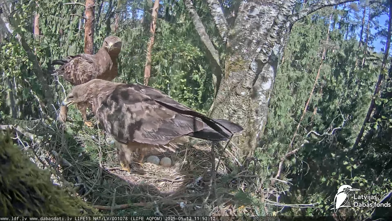 Mazais ērglis (Clanga pomarina), ligzda bērzā 11-38-7 screenshot