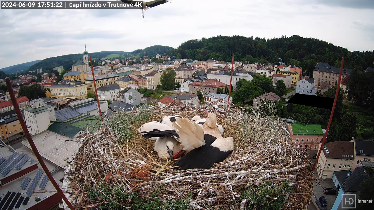 Tiešraidē no stārķa ligzdas uz alus darītavas skursteņa Trutnovā 14-5-2 screenshot