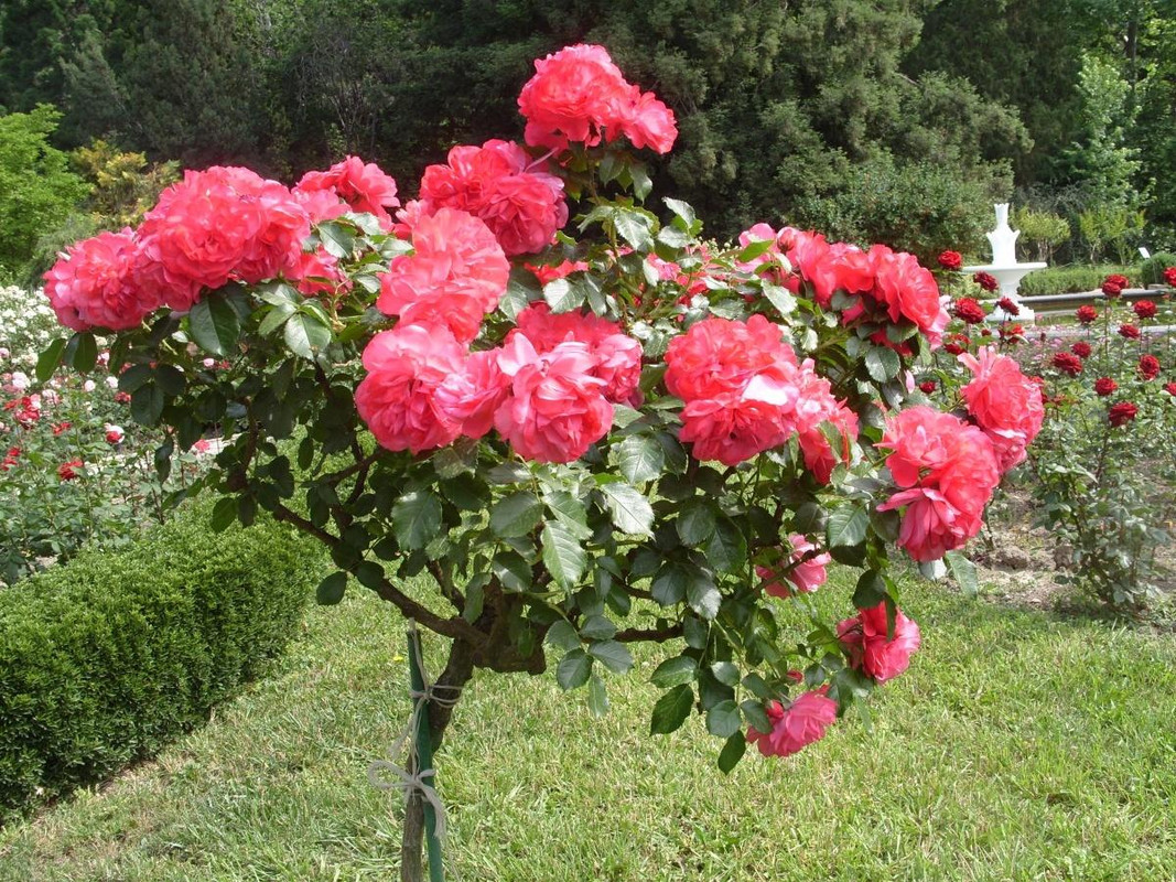 Лучшие сорта роз какие розы лучше всего подходят для выращивания в саду или на балконе