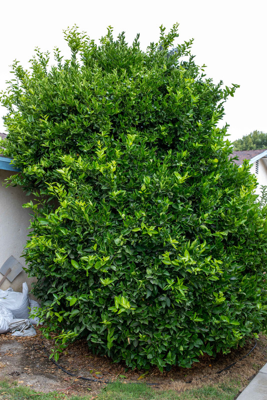 8U1A3456  Yosemite Gold Mandarin Tree with Beautiful Growth (8-28-2021)