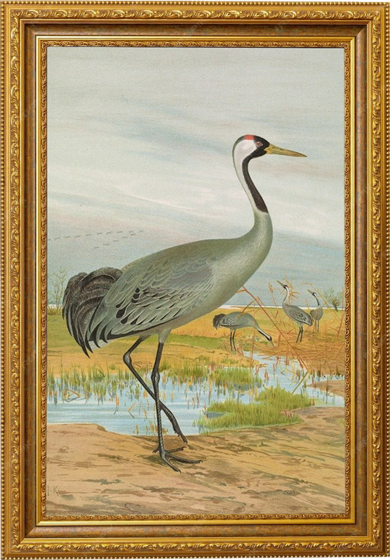 A painting by Johann Friedrich Naumann in a golden frame. The painting is of a bird