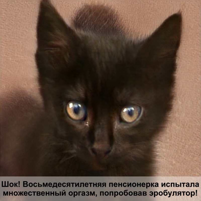 рвота у котенка