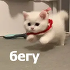 https://i.postimg.cc/y8PcJSmK/0-267.png