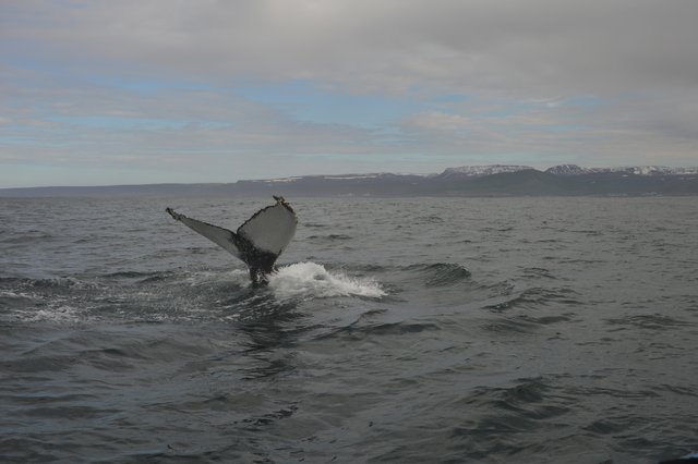 DIA 10: HUSAVIK A HVERIR - Islandia en tiempos de Covid. Y con Camper! (8)