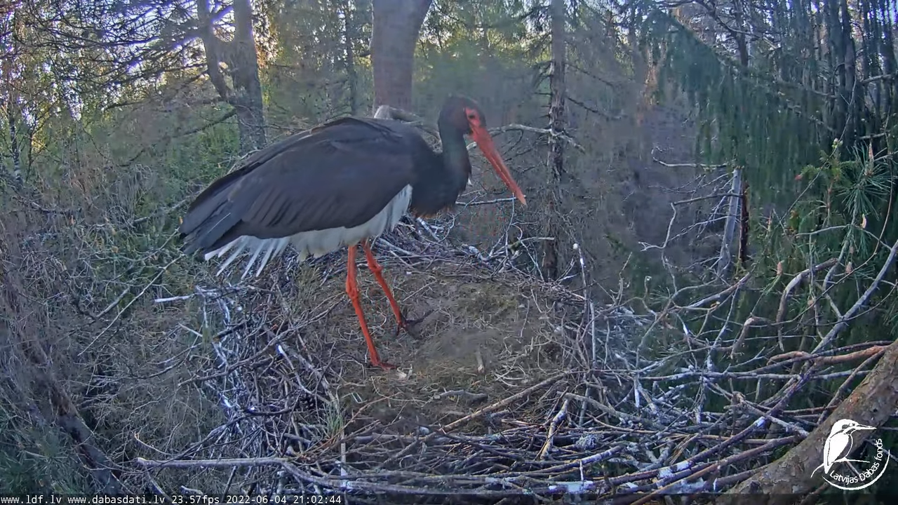 Melnais stārķis (Ciconia nigra) Siguldas novadā - LDF tiešraide 13-2-2 screenshot
