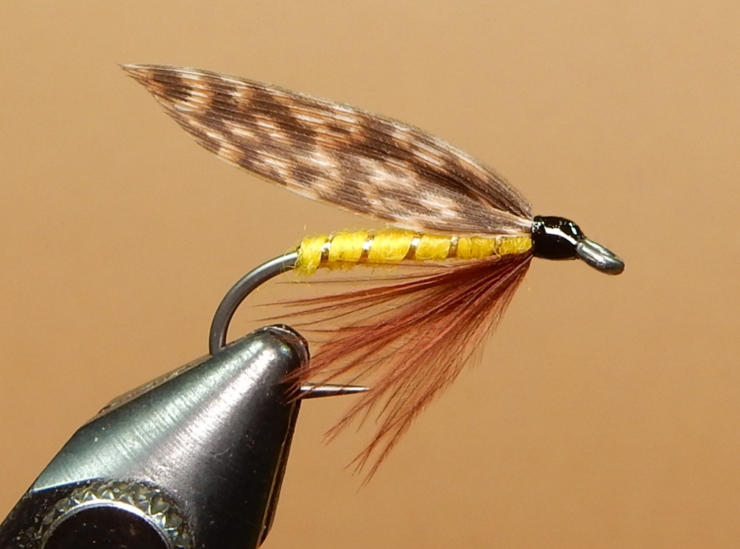 Yellow-Turkey-1080.jpg