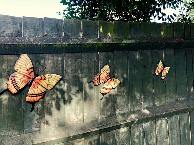 butterflies-HD.jpg