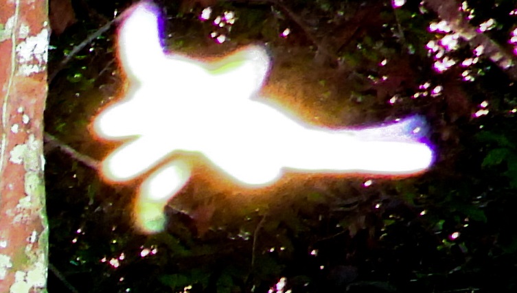 Un Hada Real En Las Selvas Del Amazonas Colombia Steemit