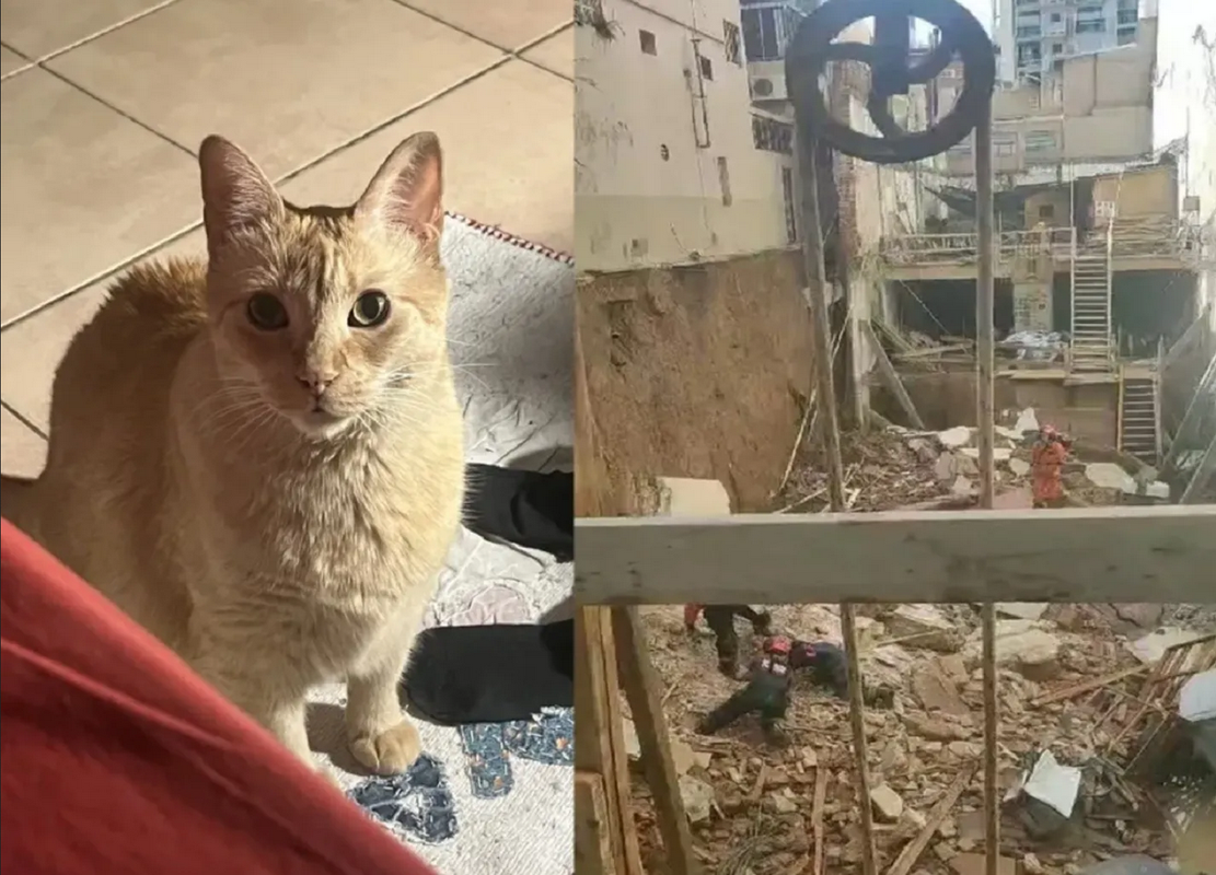 Joven se hace viral por la intensa búsqueda de su gata tras un derrumbe: video