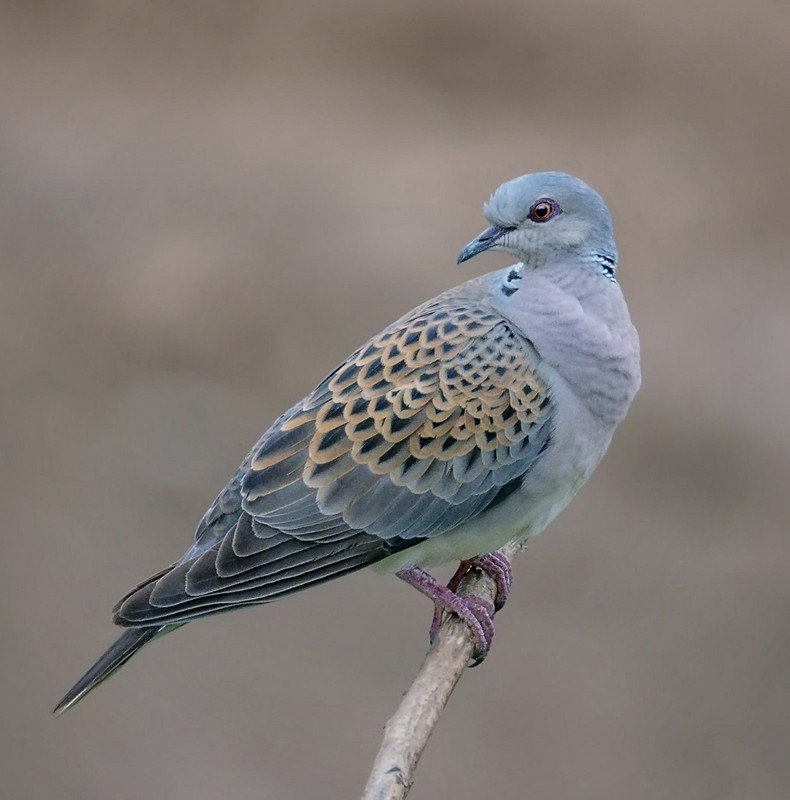 blue-turtle-dove-dis1.jpg