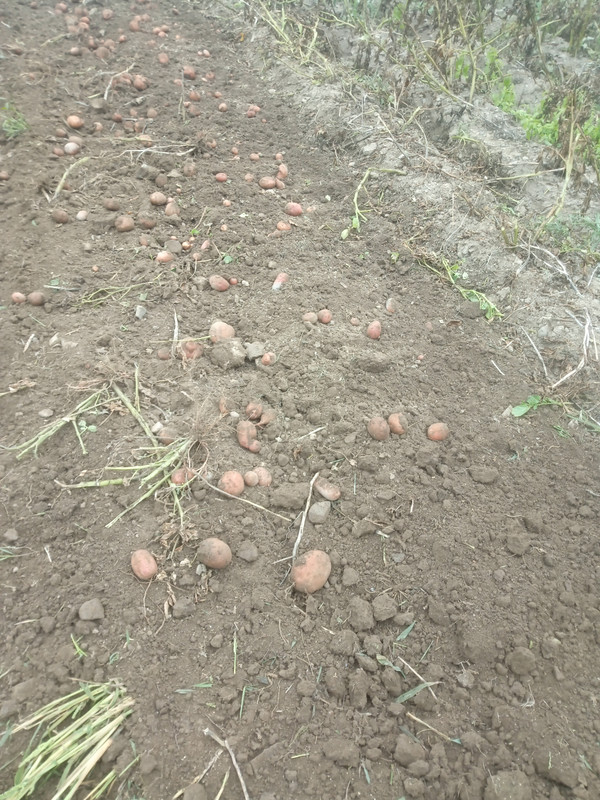 IMG_20251004_133029_827