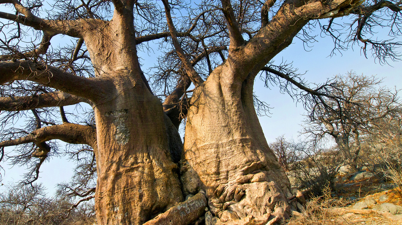Solitary baobab on the edge of Makgadikgadi Pans at sunset