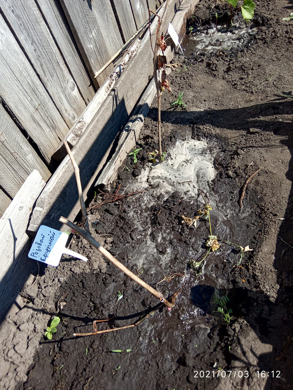 16253035609192263144390132681029