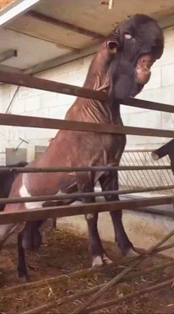 775.gif