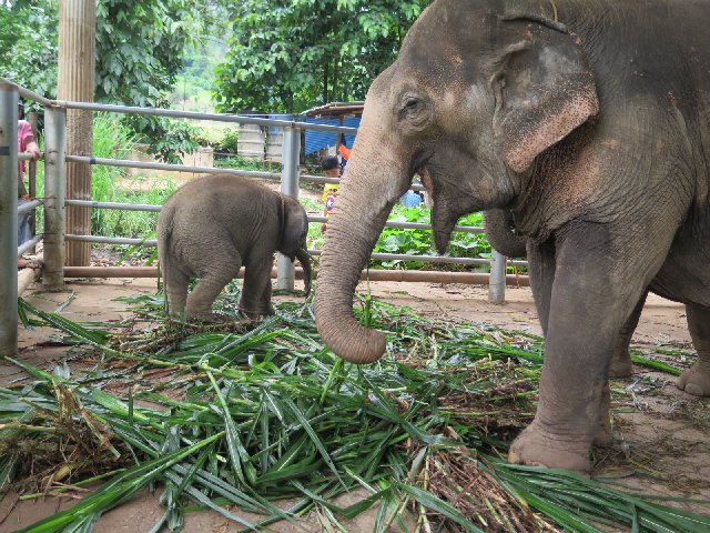 TAILANDIA Y CAMBOYA POR MENOS DE 1000€, VIAJE MARCA DE LA CASA - Blogs de Tailandia - Día 7 - Chiang Mai: Woody Elephant, Tiger Kingdom y Night Market (4)
