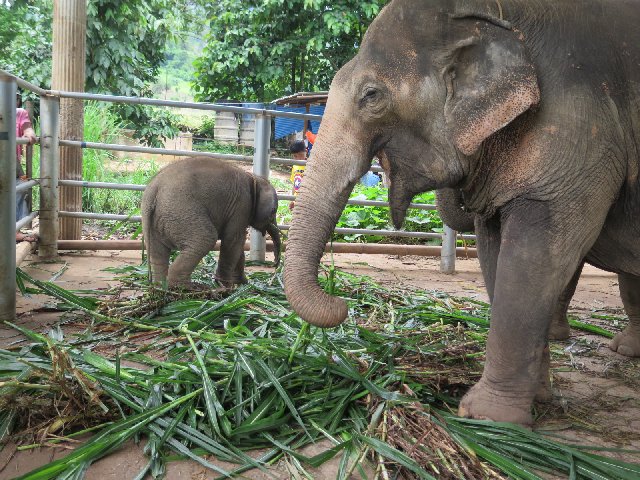 Día 7 - Chiang Mai: Woody Elephant, Tiger Kingdom y Night Market - TAILANDIA Y CAMBOYA POR MENOS DE 1000€, VIAJE MARCA DE LA CASA (4)