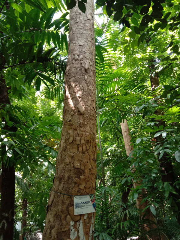 Arroceros Forest Park Manila Bagras20260715 141221