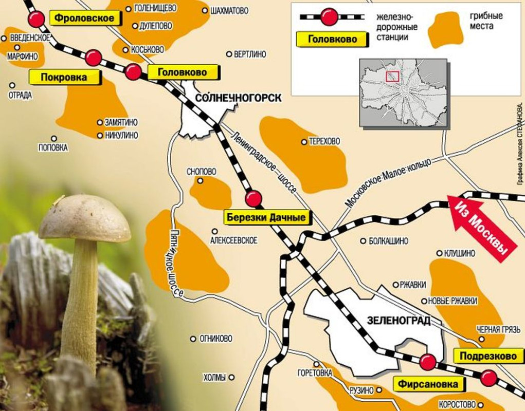 грибные места