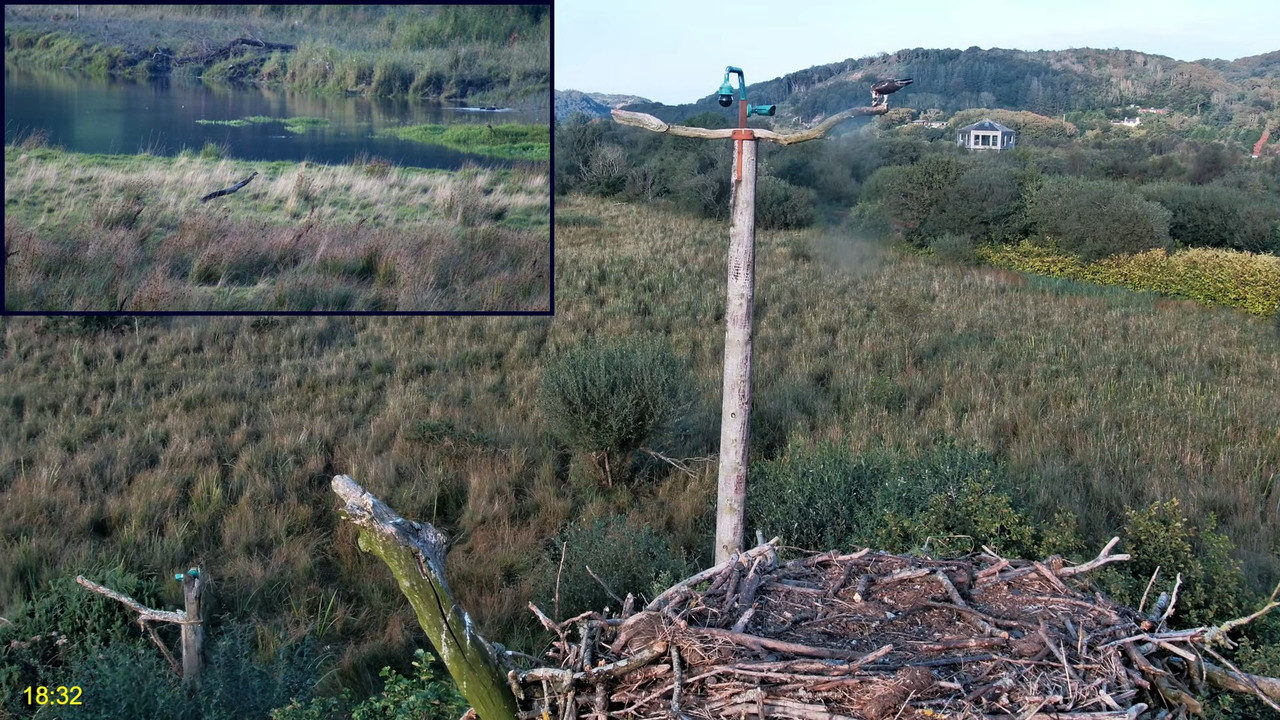 🦅 Dyfi Osprey projekts (VELSA)_ 2024. GADA TIEŠRAIDE 4K kvalitātē 🦅 12-32-43 screenshot