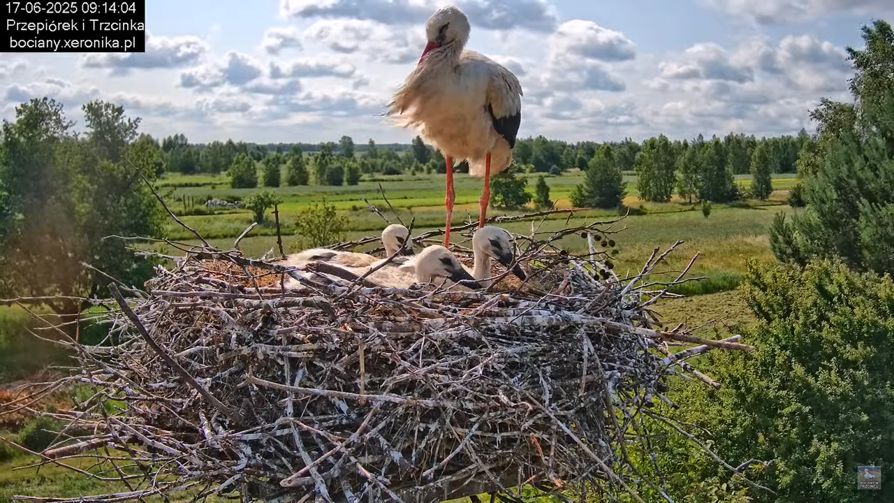 17062025bociany31