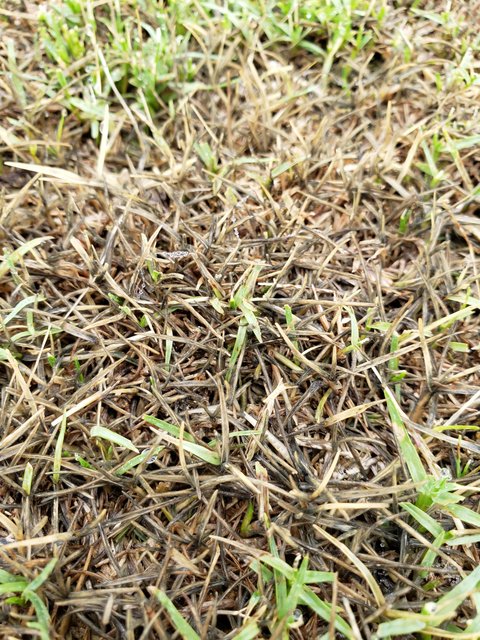 Turf Ribbing Problem Problem with new-ish turf | Lawn Care Forum
