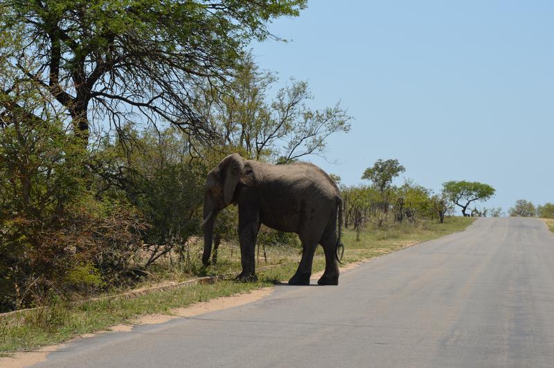 DÍA 7: KRUGER (Berg-en-Dal) - Sudáfrica y Seychelles 2018 - Una Honeymoon llena de vida (5)