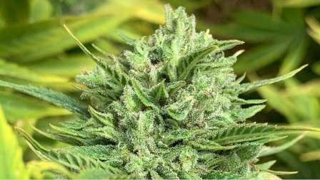 Lemon G strain