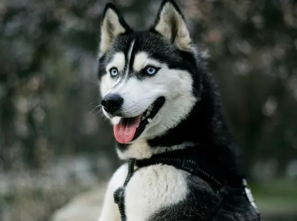 [Image: husky-facts-with-pictures-and-video-6694...70191.webp]