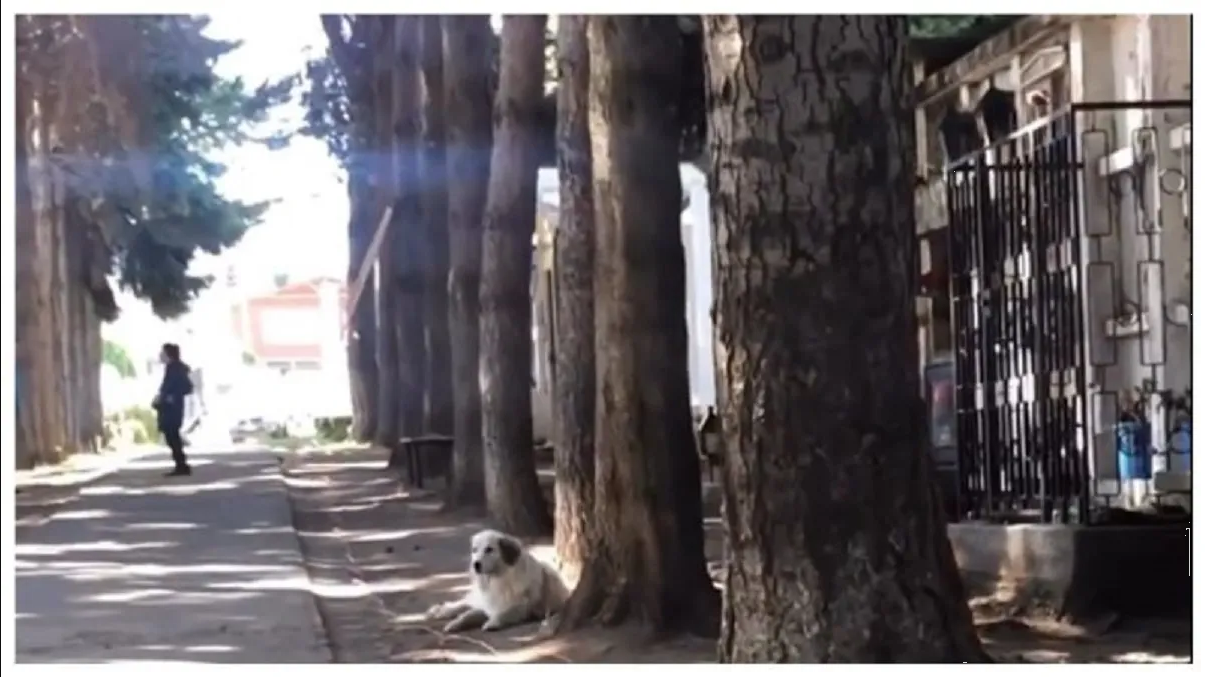 Blanquita, la perrita que lleva esperando a su dueño 5 años en un panteón