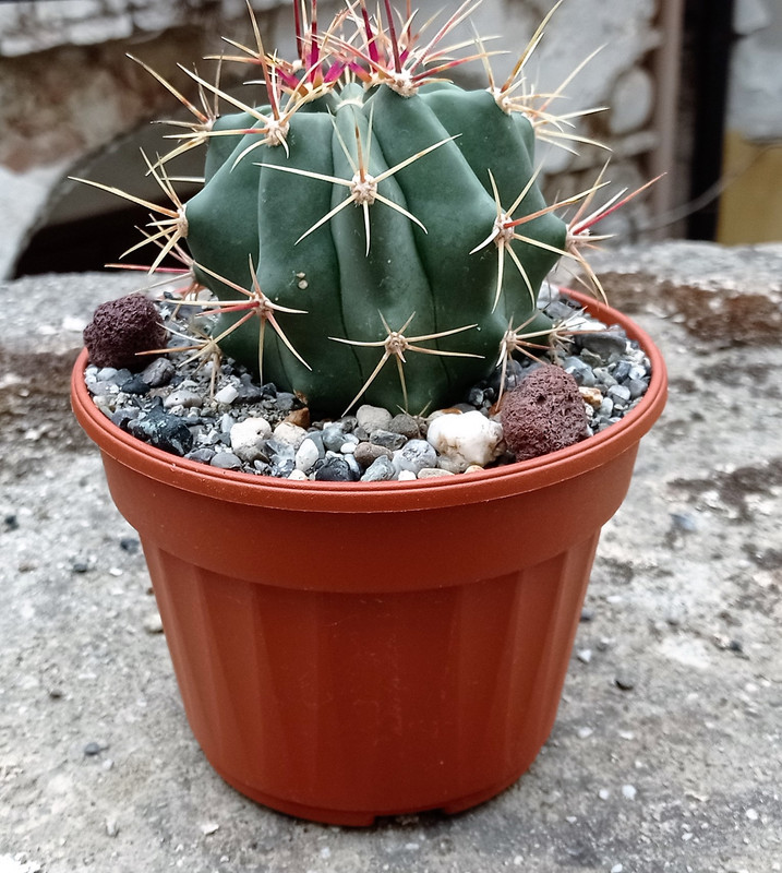 Ferocactus latispinus (1)