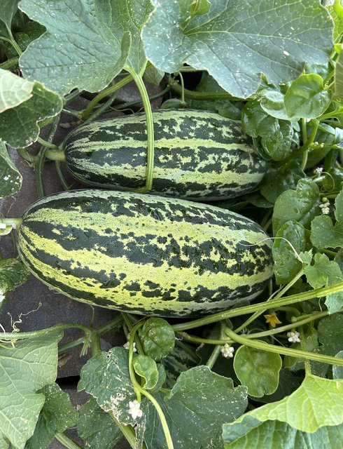 [Image: IMG-1279.jpg]