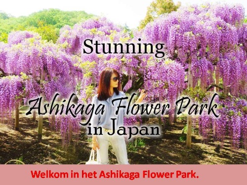 Ashikaga-Flower-Park