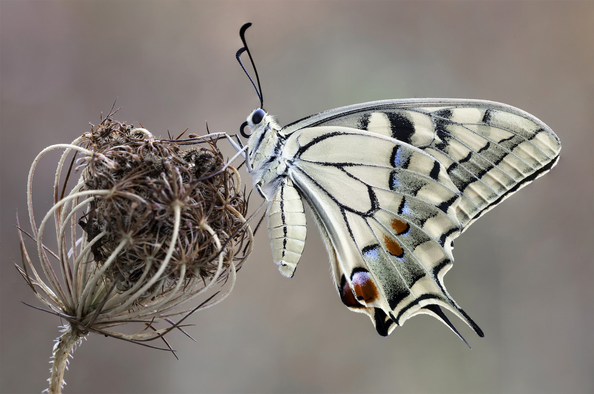 11 Papilio machaon (Linneus, 1758) hr
