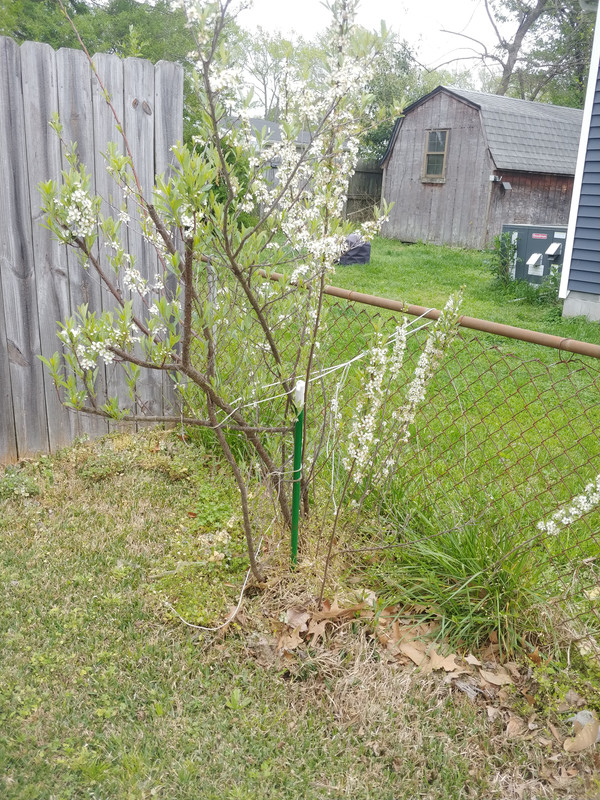 Cherry-tree-10Apr2024