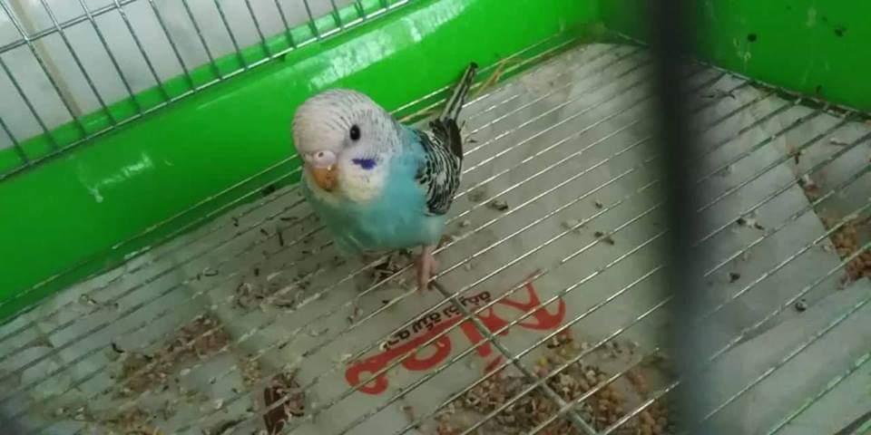 صورة