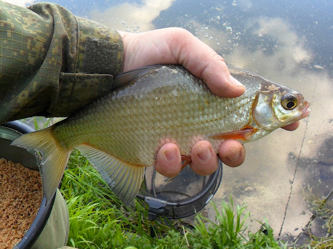 Кочебахтино 17-18.06.13г00