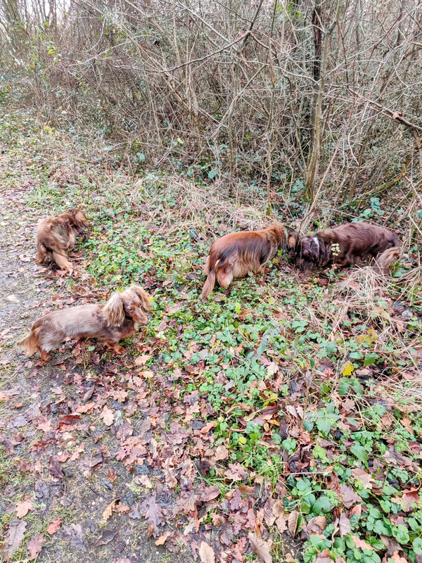 [Image: IMG-20241220-144612.jpg]