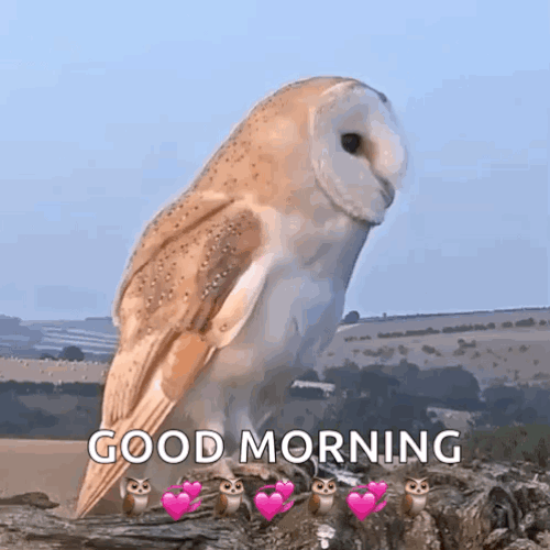 oie-1082150Lytn-E4Nw