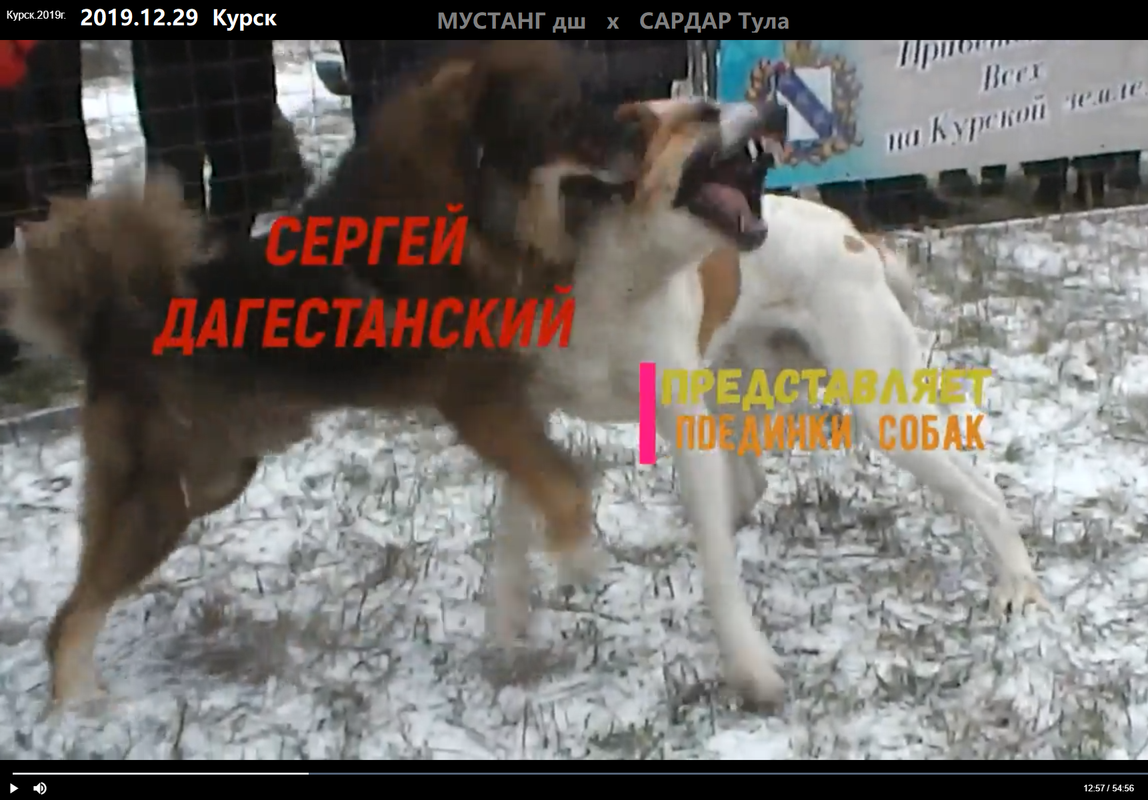 2019.12.29 Курск 3Т МУСТАНГ дл х САРДАР Тула Draw  1