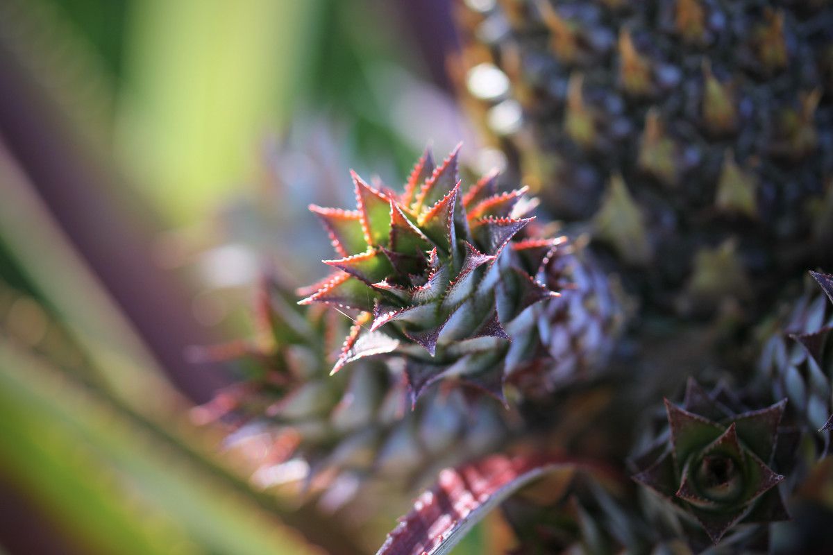 DE6F505A-1691-42A4-A36C-78E27288B2A3_1_201_a