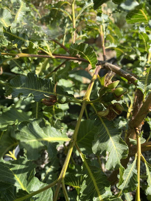 D5D5F744-E3A6-48FC-B7FC-04221BD6D095