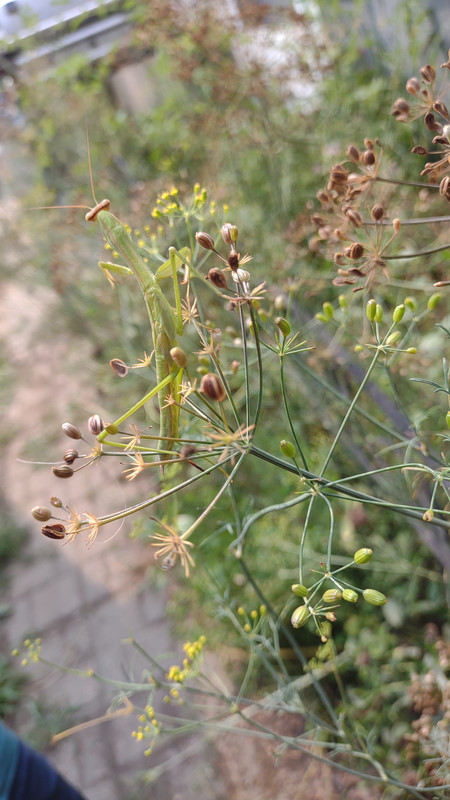 IMG_20250731_162928547